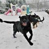 Digs Dog Care gallery