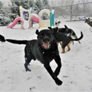 Digs Dog Care - Pet Services