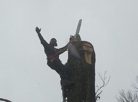 American Arborists Tree Service - Silver Spring, MD. Tree removal in Kessington, Md