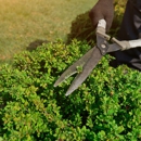 Ted Collins Tree & Landscape - Tree Service