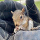 Critter Control of West Texas