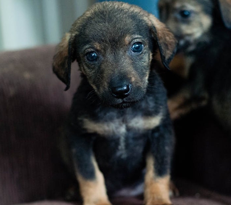 The Animal Hospital - Kalgoorlie, WA
