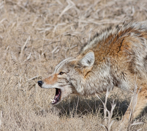 Howling Moon Wildlife Management - Dayton, OH