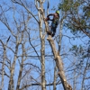 Discount Tree Service gallery