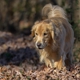 Outdoor Pet Photography