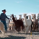 Sawdust Alpacas