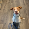I Wuff You Dog Training and Coaching gallery