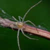 Connor's Pest & Termite Control, Inc. gallery