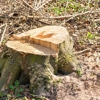 Brothers Tree service & Landscaping gallery