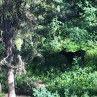 Jackson Hole Pond Care