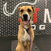 Sit Means Sit Dog Training Orlando gallery