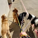 Canine Advanced Training Services - Dog Training