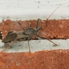 Brogan's Pest Solutions gallery