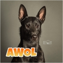 Team ZOOM Canine Entertainment - Dog Training