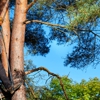 Lion King Tree Service Inc. gallery