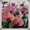 Natural Orchids Design gallery