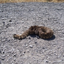 Placer Snake Removal - Animal Removal Services