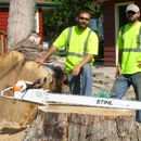 Matt's Tree Service - Arborists
