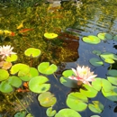 SoCal Ponds, Inc. - Ponds & Pond Supplies