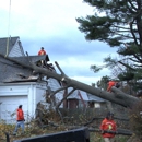 Brandywine Tree Service, LLC - Tree Service