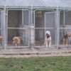 Central Kennels gallery