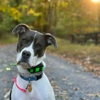 Ridgeside K9 gallery