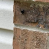 Allen Pest Management gallery
