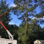 Ray's Tree Service