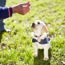 Integrity Dog Training - Pet Training
