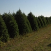 Sullivan Farms Christmas Trees gallery