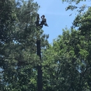 Shealey's Property Care - Tree Service