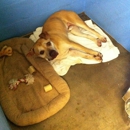 Shelburne Pet Center - Kennels