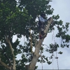 Wester Tree Service gallery