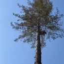 Horizon Professional Tree Management - Tree Service