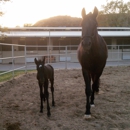 Summerhill Equestrian Center - Horse Boarding