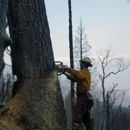Liberty Lumberjack - Tree Service