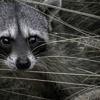 JT Wildlife Removal gallery