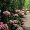 Christmas Tree Lot at Moon Valley Nurseries - Pond Springs gallery