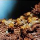 East Coast Termite Exterminators - Pest Control Services