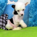 Extreme Chinese Crested Puppies - Chinese Restaurants