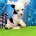 Extreme Chinese Crested Puppies