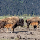 Alaska Wildlife Conservation Center - Animal Shelters