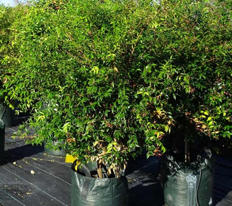 Ibrox Park Nursery. Wholesale Growers Of Top Quality Trees & Shrubs