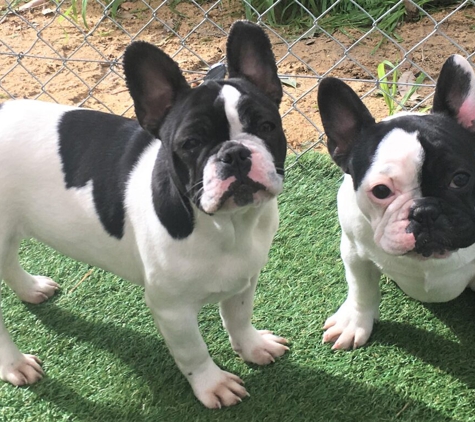 Tralinka French Bulldogs - Muchea, WA