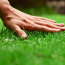Swingle Lawn Tree & Landscape Care - Pest Control Services