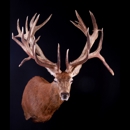 Taxidermy The Best - Taxidermists
