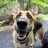 MD Pup Scouts gallery