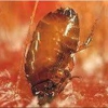 Arc Termite and Pest Control gallery