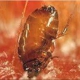 Arc Termite and Pest Control