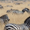 Go Africa Adventures Tours & Safaris gallery